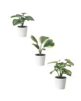 FEJKA Artifi potted plant w pot, set of 3, in/outdoor begonia, 6 cm