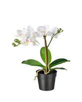 FEJKA Artificial potted plant, Orchid white 9 cm