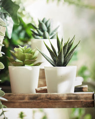 FEJKA Artificial potted plant with pot, in/outdoor Succulent 6 cm 3 pack