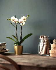DAIDAI Plant pot, brass-colour 9 cm