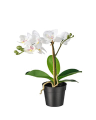 FEJKA Artificial potted plant, Orchid white 9 cm