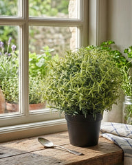 FEJKA Artificial potted plant, Rosemary 9 cm