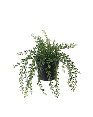 FEJKA Artificial potted plant, in/outdoor String of beads 9 cm