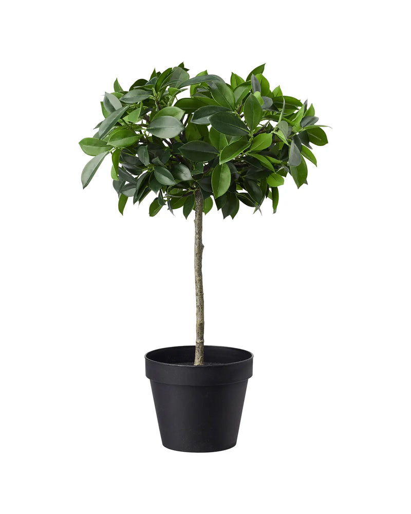FEJKA Artificial potted plant, in/outdoor/Weeping fig stem, 12 cm