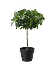 FEJKA Artificial potted plant, in/outdoor/Weeping fig stem, 12 cm