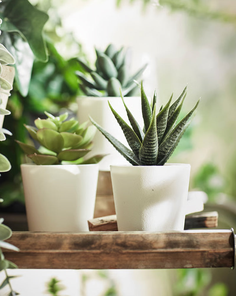 FEJKA Artificial potted plant with pot, in/outdoor Succulent 6 cm  3 pack