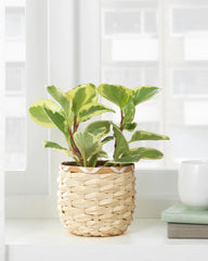 KAFFEBONA Plant pot, bamboo 15 cm