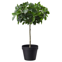 FEJKA Artificial Potted Plant 12 In/Out/Weeping FIG Stem