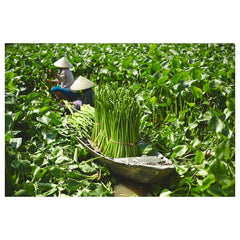 FRIDFULL Plant pot, water hyacinth 12 cm