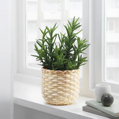 KAFFEBONA Plant pot, bamboo 15 cm